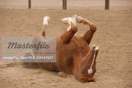 Horse on the Ground