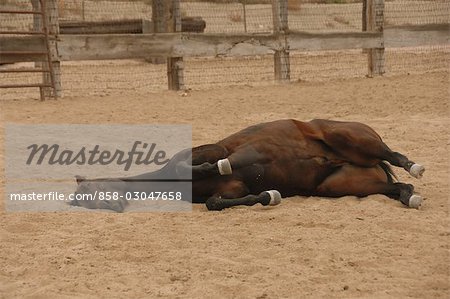 Horse on the Ground