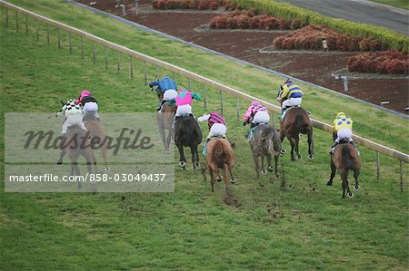 Group of horses racing