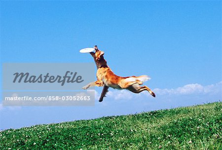 golden retriever frisbee