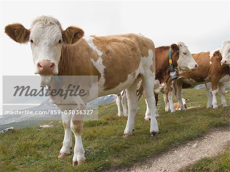 Three cows standing in a field