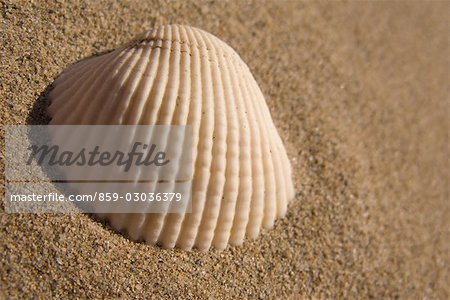 Seashell lying on beach