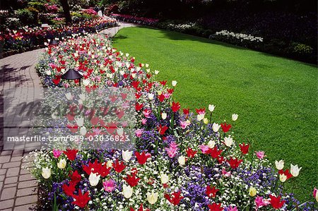 Bed of red and white tulips and purple and white carnations