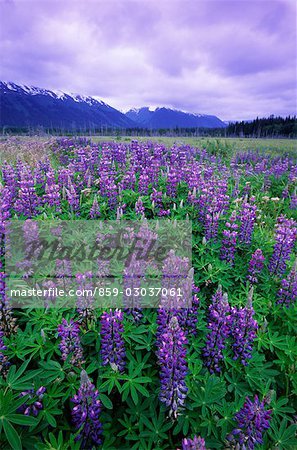 Field of purple flowers