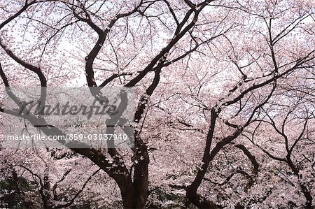 Cherry blossoms