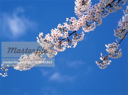 Cherry blossoms