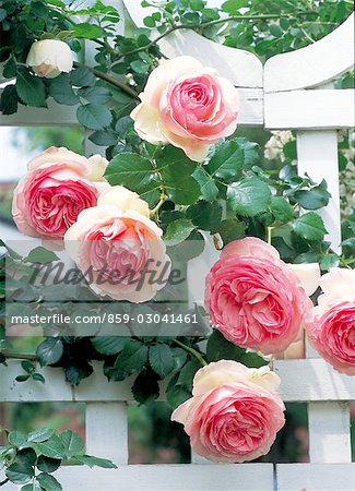 Pink Roses Growing Over A White Fence