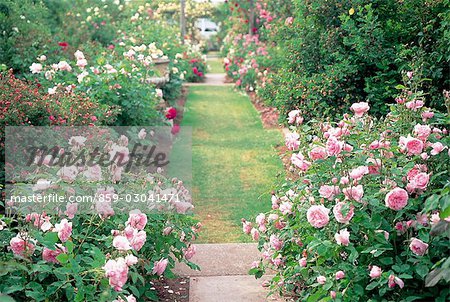 Alley Edged With Roses