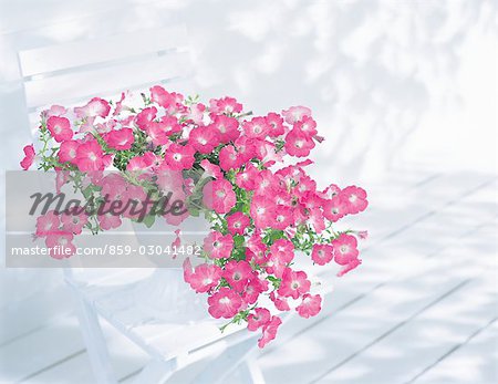 Pink Petunias On A White Chair