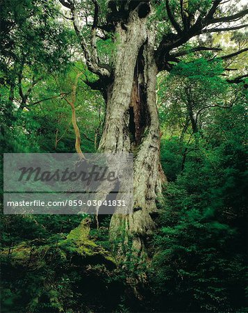 Jomonsugi Cedar Tree
