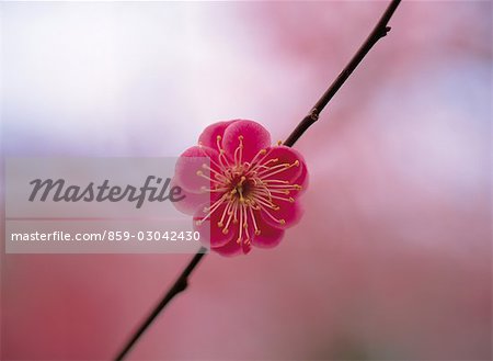 Japanese Plum (Ume) Flower