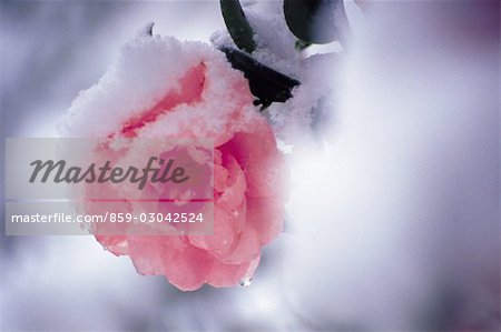 Frozen Pink Rose
