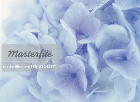 Hydrangea Flower Close-Up