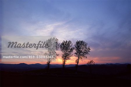 Evening View of Trees
