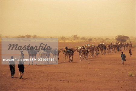 Desert Trail