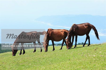 Horses,Cape Toi,Miyazaki,Japan