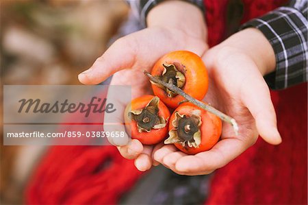 Human Hands Holding Persimmons