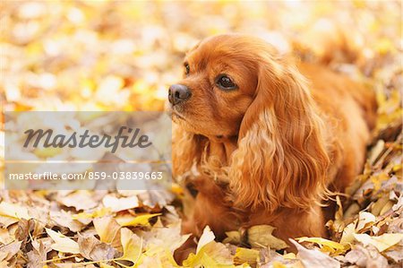 Cavalier King Charles Spaniel Dog In Leaves
