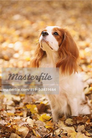 Cavalier King Charles Spaniel Dog in Leaves