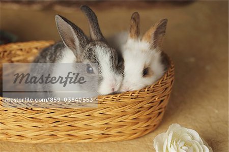 Two rabbits in Basket