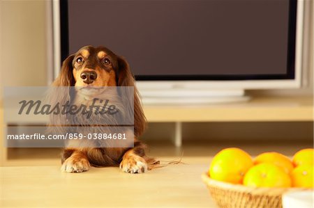 Dachshund