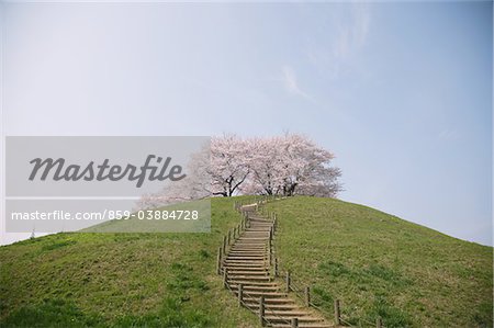 Stairway Towards The Blooming Cherry Blossom Tree