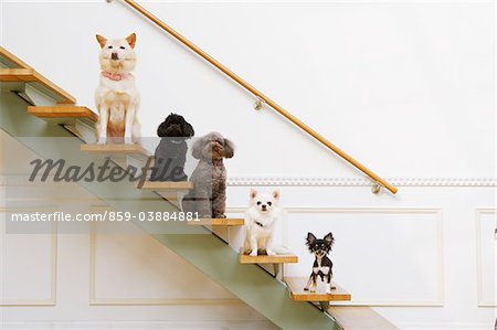Pet Sitting on Stairs