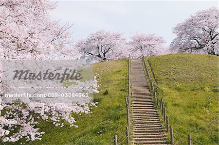 Stairway In Field Of Cherry Blossom Tree