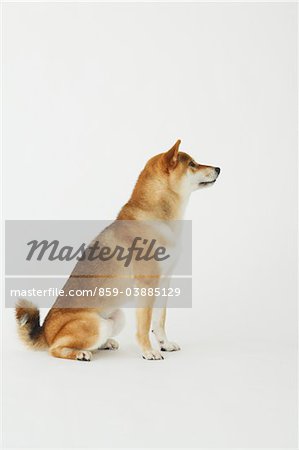 dog sitting profile