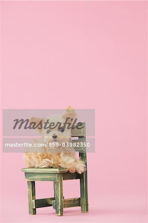 Toy Poodle Dog Sitting On Chair Against Pink Background