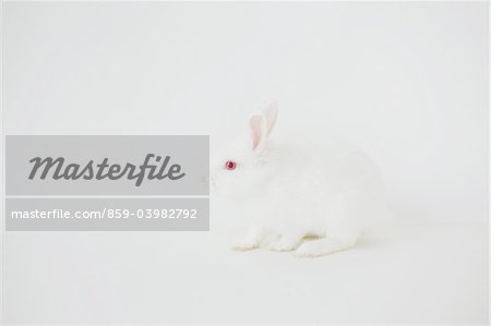 White Rabbit Sitting Against White Background