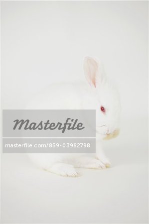White Rabbit Sitting Against White Background