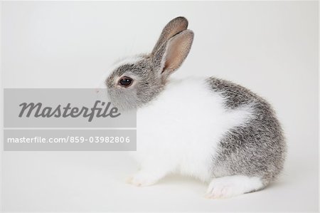 Rabbit Sitting Against White Background