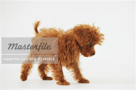 Small Poodle Dog Walking Against White Background
