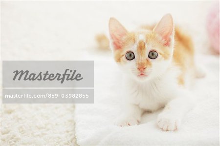 Baby Kitten Sitting On Floor Mat, Close Up