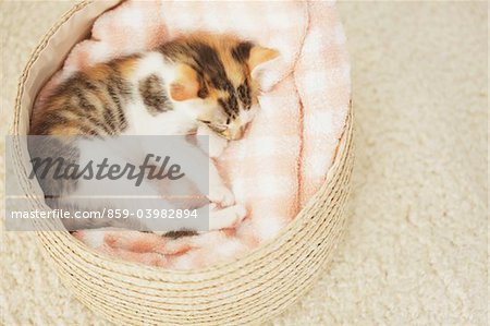 Baby Kitten Sleeping Out Of Basket