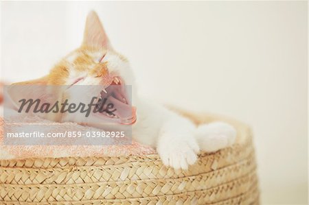Baby Kitten Yawing In Basket