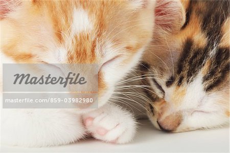 Close Up Of Baby Kittens Sleeping Together