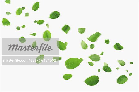 Floating Leaves On White Background