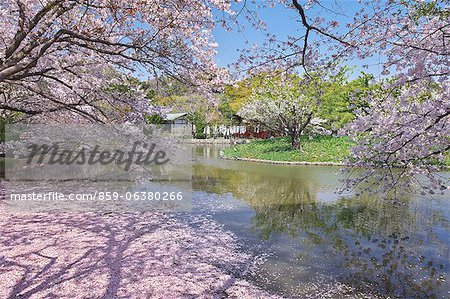 Genpei Pond Cherry Blossoms, Kanagawa Prefecture, Japan