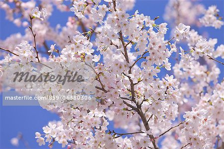 Cherry Blossoms