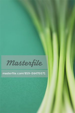 Green onions on green background