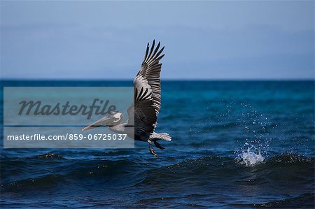 Pelican, Galapagos, Ecuador