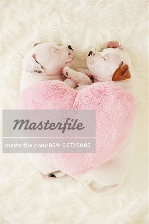 Staffordshire Bull Terrier puppies sleeping on a carpet
