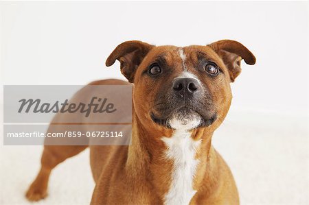 Staffordshire Bull Terrier looking at camera