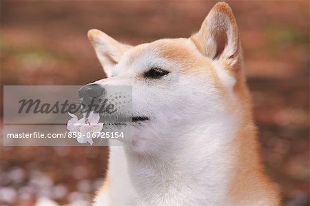 Shiba inu