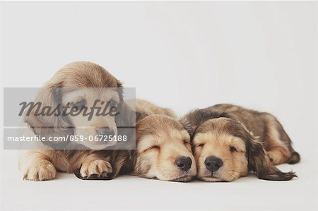 Puppies sleeping on the floor Puppies sleeping on the floor