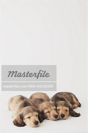 Puppies sleeping on the floor Puppies sleeping on the floor