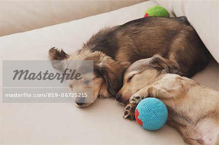Puppies sleeping with balls Puppies sleeping with balls
