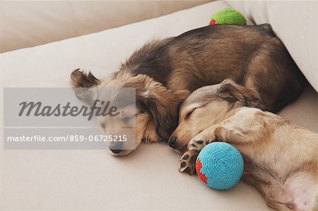 Puppies sleeping with balls